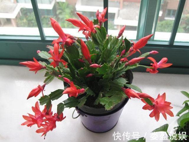 花卉|秋季养花要换盆,这几种情况换盆是“自寻死路”,不到冬天死翘翘