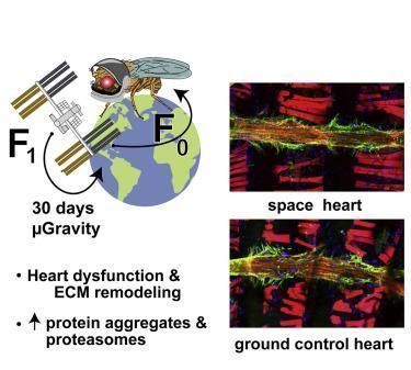 果蝇 研究揭示微重力导致被送往太空的果蝇出现心脏缺陷