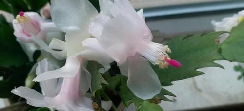 这5样“小药丸”不值钱，过期了却仍能磨粉养花，好处多多