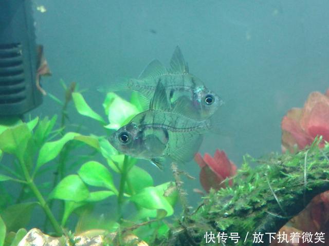 饲养|男子饲养几个月的观赏鱼,却不敢换水,只因鱼和水已经合二为一了