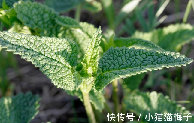 益母草|66种野菜大图片,带你见识不同的野菜和吃法,你想要的野菜这里有