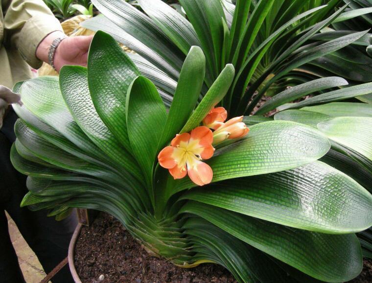 谨记|君子兰最怕“秋老虎”养护谨记“8个字”,秋老虎也得向它低头