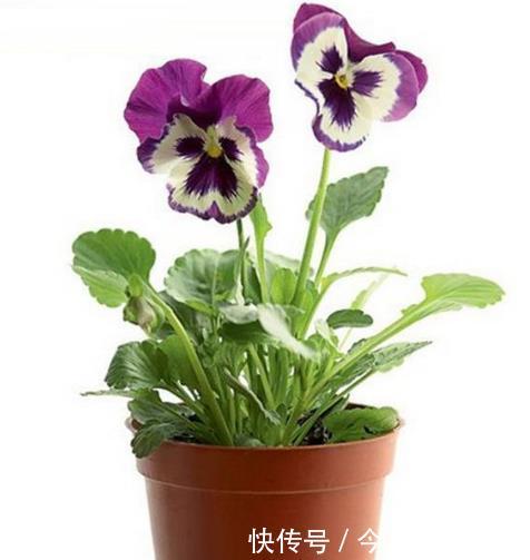 三色堇开花少 以下4点要注意 花开 上千朵 瞬间养 爆盆 快资讯