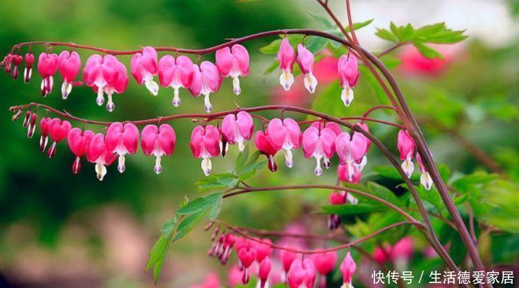 阳台养这几朵花,花开不断,开花幽香暗淡,花型圆滚惹人爱