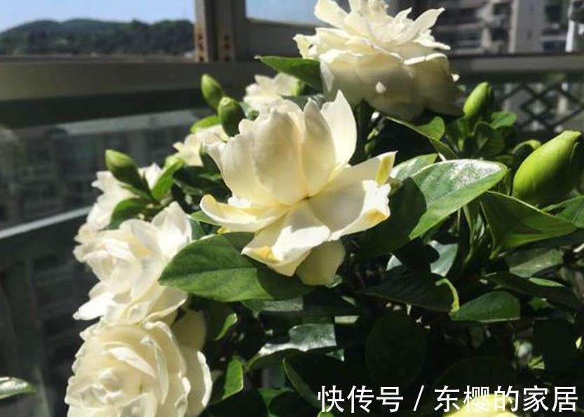 技巧|草木灰能“补钾壮根”，但是使用方法有技巧，用错就会黄叶僵苗