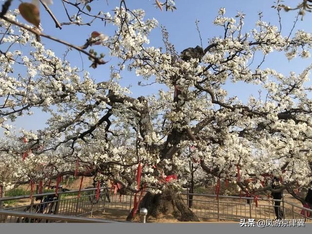 博野|保定旅发早知道:博野可以多浪漫?请屏住呼吸，准备好美到窒息