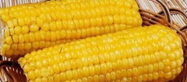 牡蠣|玉米不能與此物一起食用,卻有很多人在傻傻的吃,看完告訴身邊人