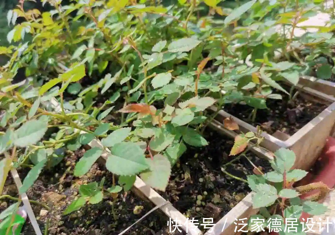 绣球|6种花“苏醒”了，多浇水、要施肥，下个月就开花