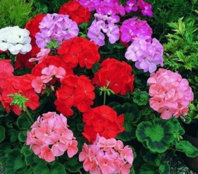 盆栽|夏季花卉叶黄，容易枯萎怎么办？掌握养花3种秘诀，花朵开的更旺