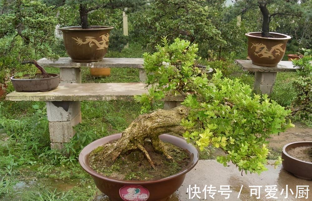 这三种植株盆栽，一般人不敢碰，老手才敢养，养得越久就越值钱