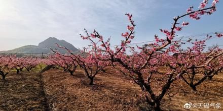 约不约？桃花花期预报来啦