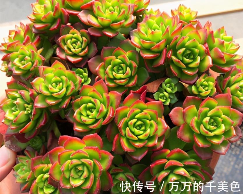 要点|多肉蒂亚叶子“常青”该怎么办？满足3点，立马上色成艳丽的红