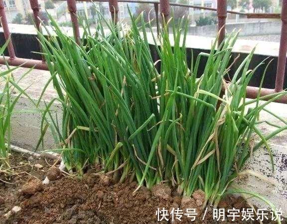 厨房吃不完的5种菜，种“花盆里”，变盆景开花美，能吃好几茬