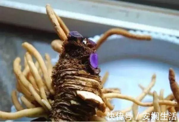 达克宁软膏|1粒小药片,碾碎丢水里,花像吃了兴奋剂疯长