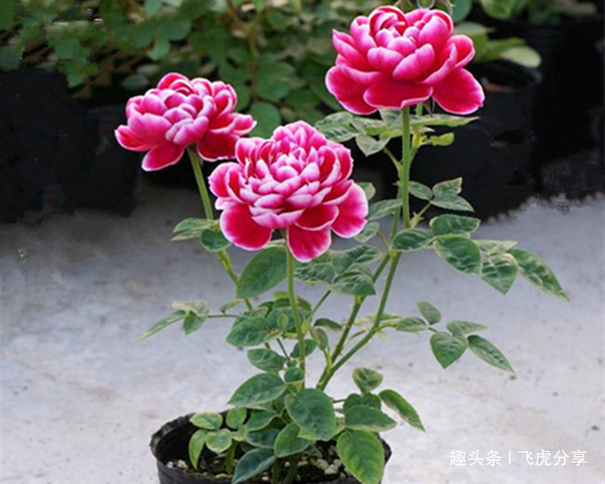 开花比牡丹都美的两种花，四季天天有花开，芬香四溢，值得应有