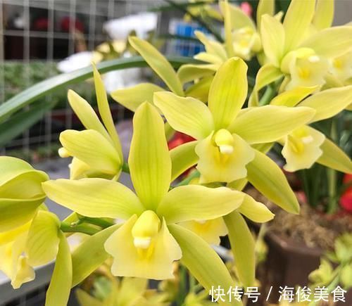 比翡翠还绿的兰花，花色多变，香味持久，种植容易，是养兰人首选