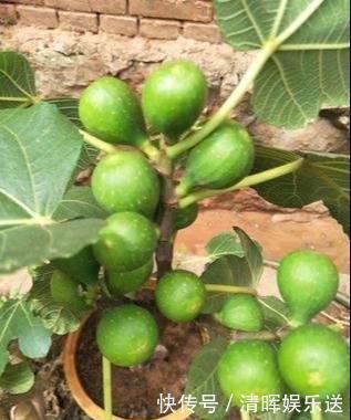 营养果|盆栽无花果先长“壮汉身”,后长“营养果”,果子满枝吃不完