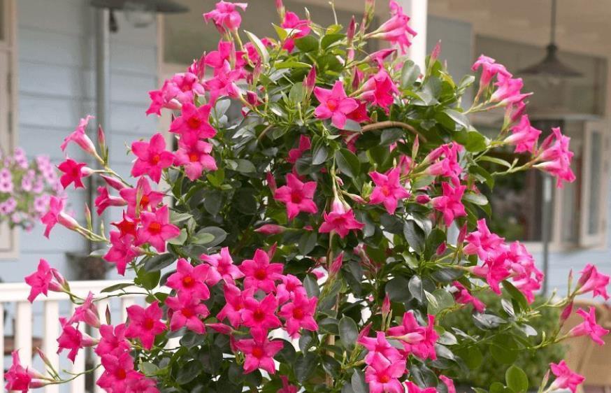 修剪|夏季养什么花?栽飘香藤,满足3条件,成就一道靓丽风景