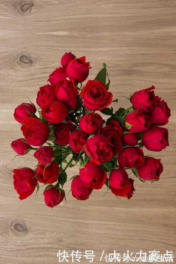 25款勤花又好养的月季品种推荐。新手一定要来一颗,盆栽地栽都行