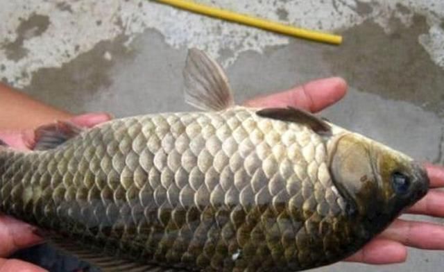 玉米面|六月一到,这特效鲫鱼饵不用白不用,十年老钓手都拍案叫绝,服了