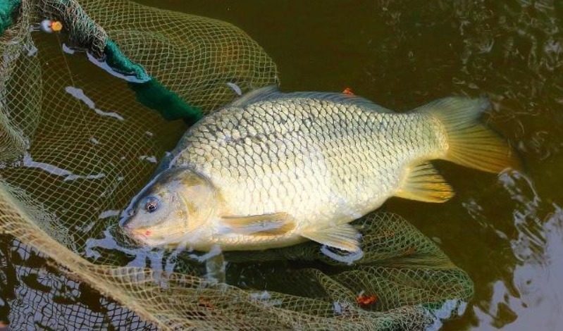 唐诗中说西域有一个热海,沸腾的水中有鲤鱼游泳,到底怎么回事