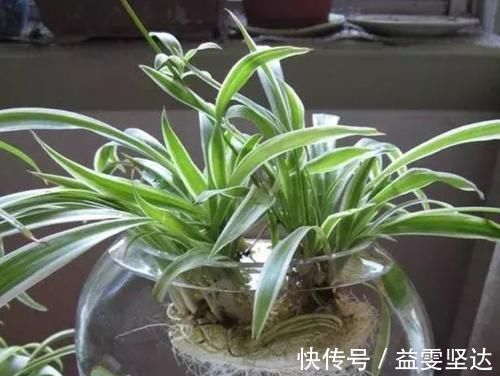 吊兰|5种净化空气的花，扫光室内“甲醛、二手烟”，养在客厅美极了