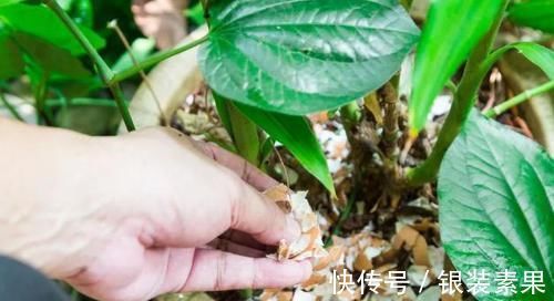 用鸡蛋壳养花,少了这2步就得招虫子,养啥啥不行