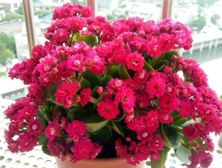 秋海棠秋海棠|家里阳台养此款花，新手也能养爆盆，比香水都好闻，满屋子都是香