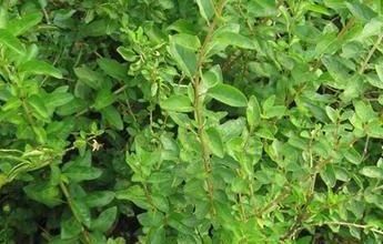 枸杞叶|此物全身都是宝,尤其是叶子,每周吃两次,清血管毒素,明亮眼睛