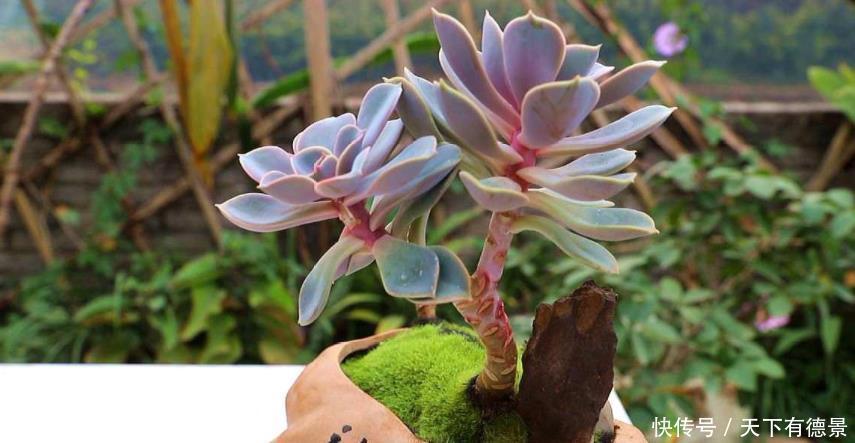 元气大伤|天热多肉不长个该怎么办?多透气、不施肥,不行就只能换盆土