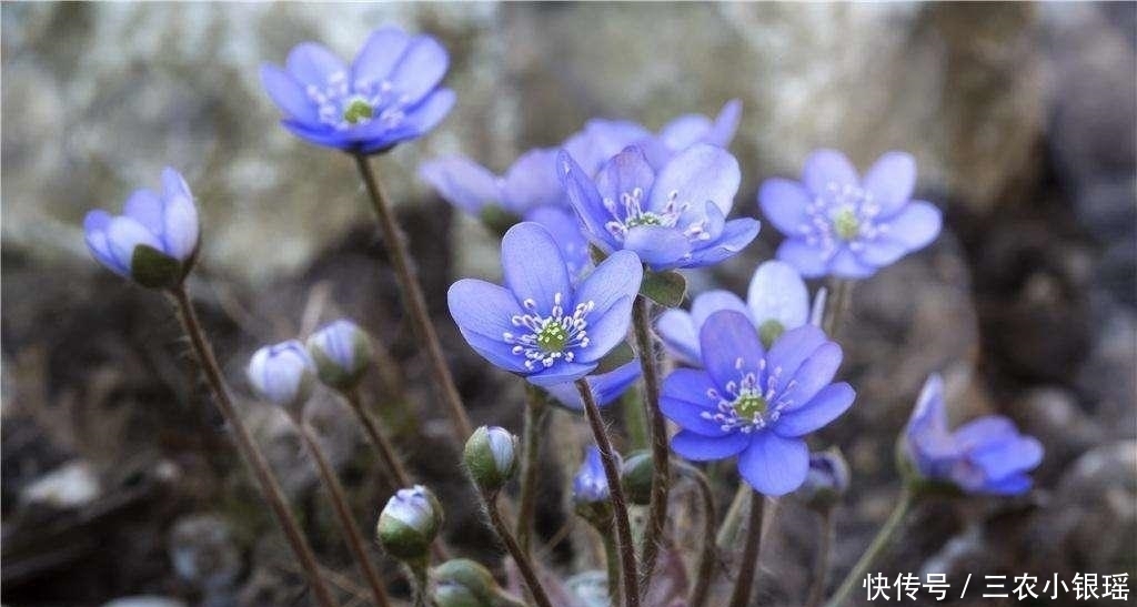 蝴蝶草|一种与樱花齐名, 但好像比它更珍贵的花