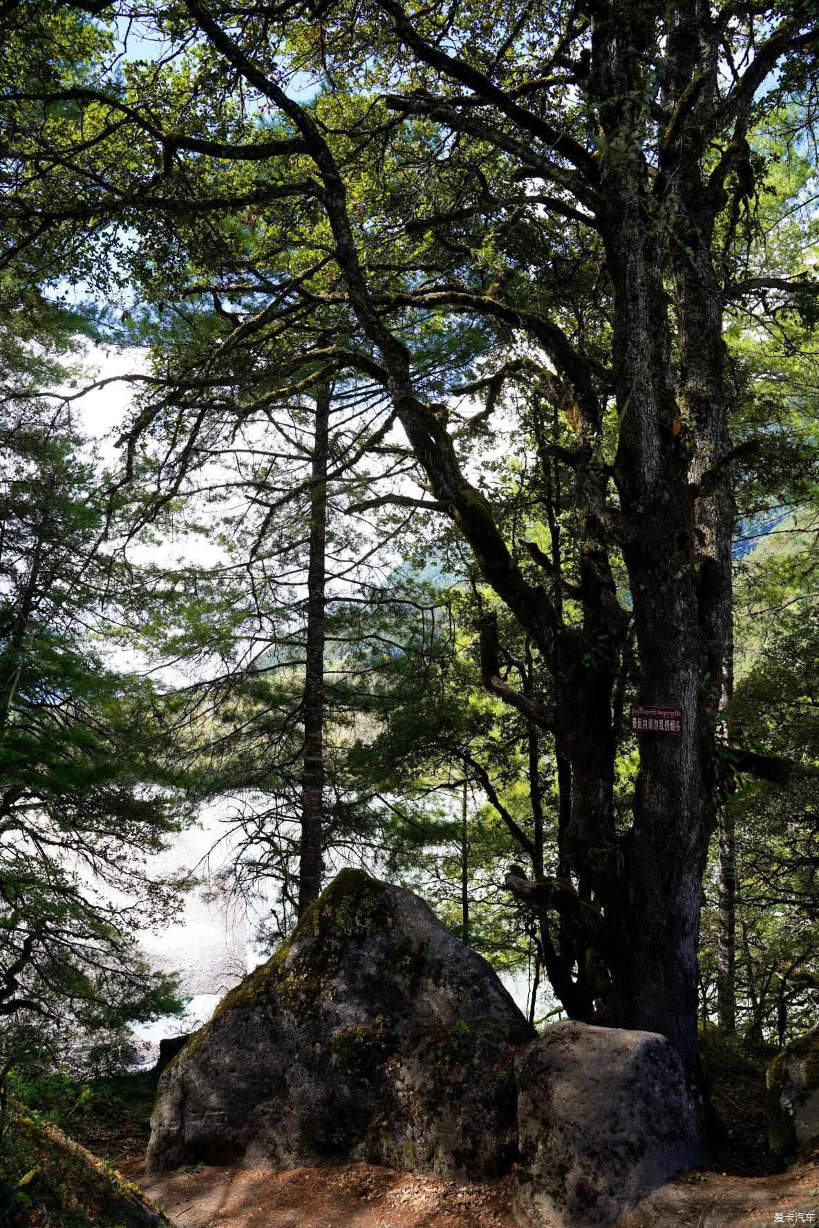 独自自驾游 欣赏最美的岗云杉林 体验环藏之旅的慢生活