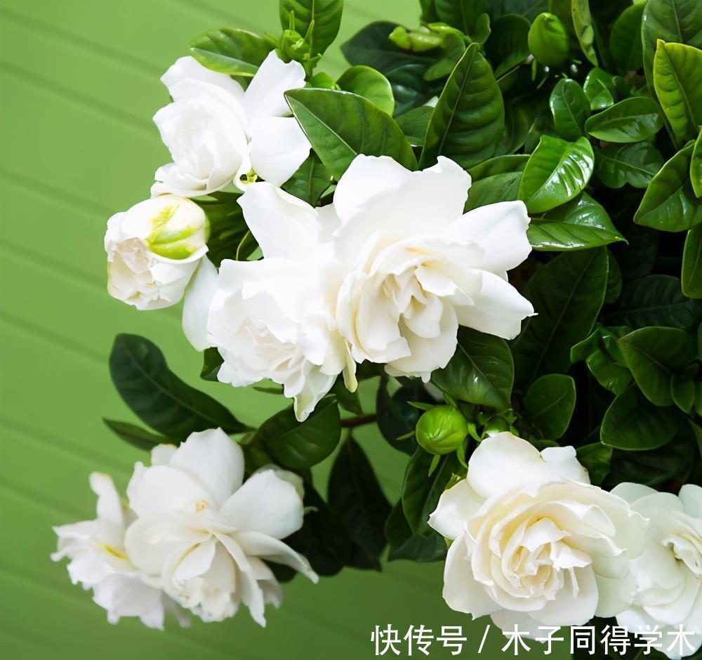 花朵|夏季养栀子花,做好3点,不黄叶不掉苞,花朵大又芳香