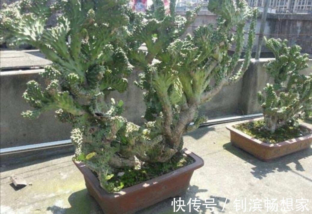 5种“丑花”,寓意却大,富贵又威武,再丑也要养一盆