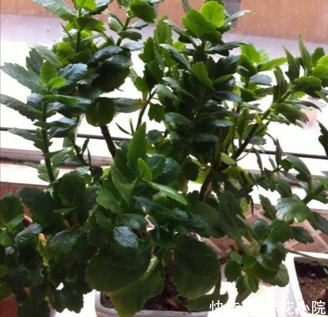 新枝|长寿花长得又瘦又小，秋天给它做好4件事，植株长势旺，孕蕾多