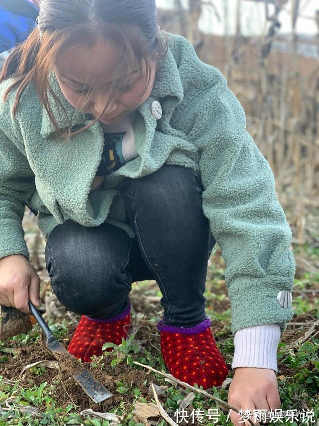 春风十里|挖错荠菜等于吃草,这些“假荠菜”你确定都认识吗