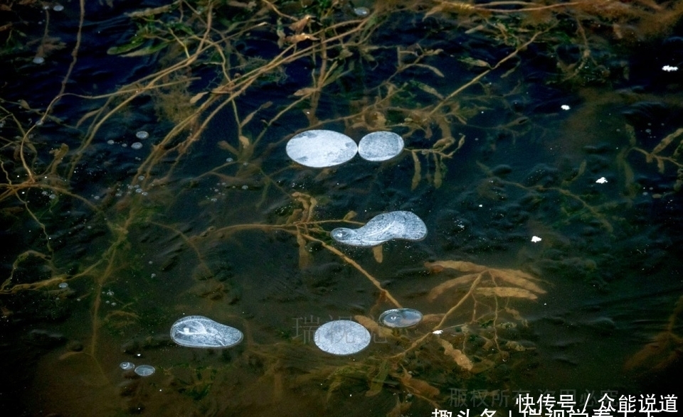 冰花|冬至：洹河“遇横而入”处，冰花寂寞开，初冬精灵待客来！