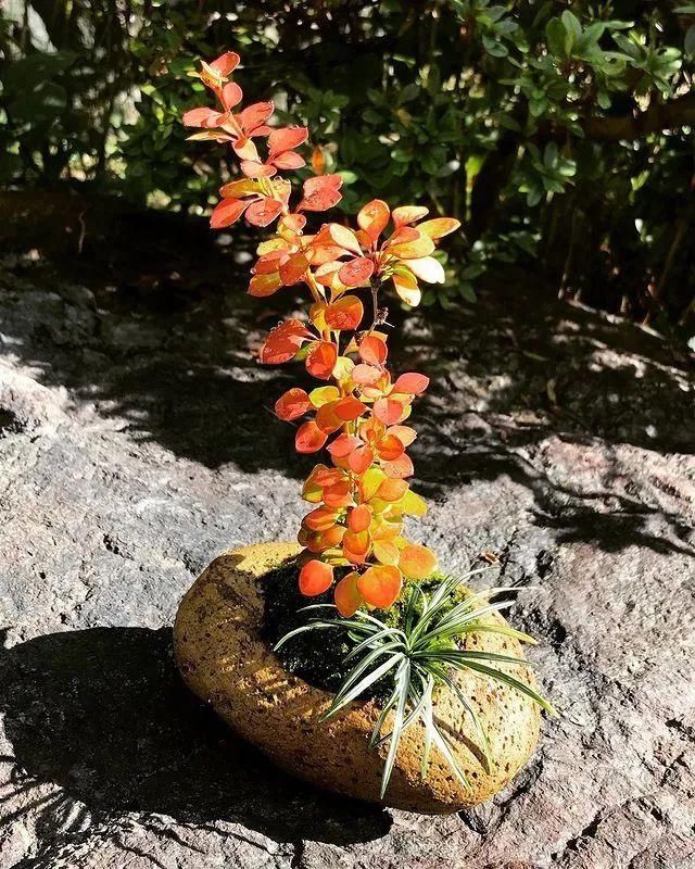 山野草，也高雅！