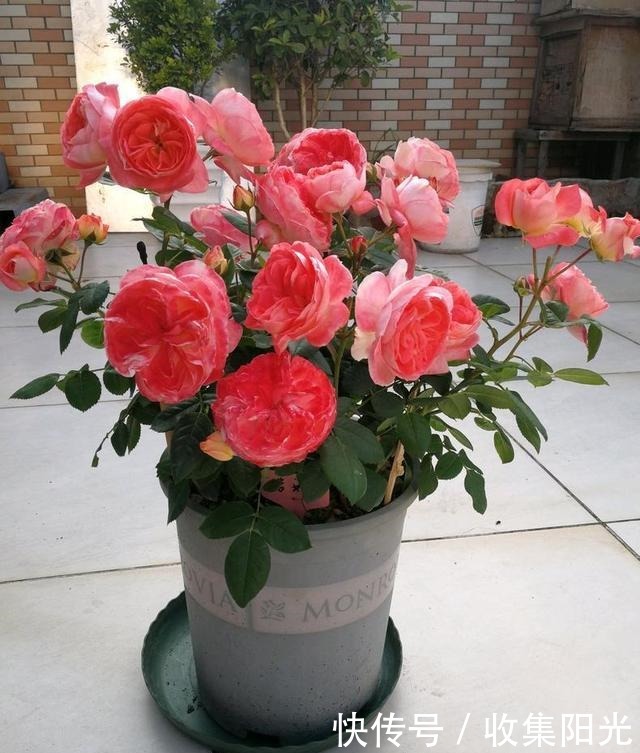 5月养月季,“一剪二施三喷”,月季积累“能量”,持续开爆花!