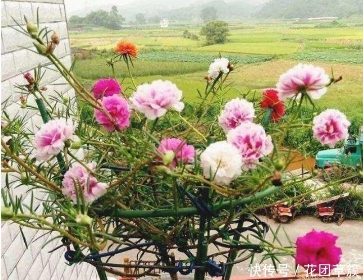 疯长|3种花现在养刚刚好,开花很漂亮,浇水就疯长,越养越喜欢