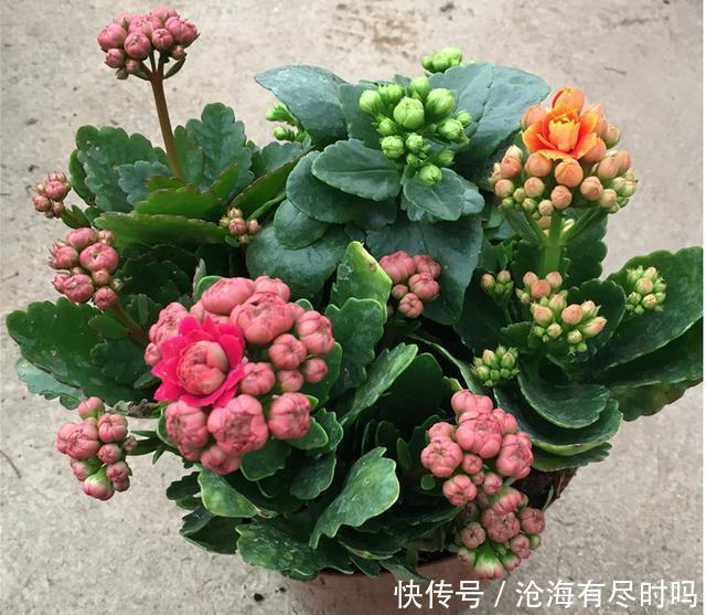 最好用的催花水，1周仅用1次，啥花也喜欢，呼呼开爆盆