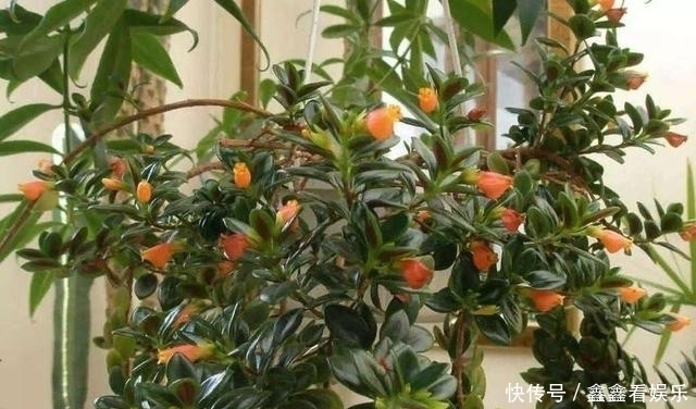 夏至过后,3种花就怕“晒太阳”,一晒就黄叶,特别“难度夏”