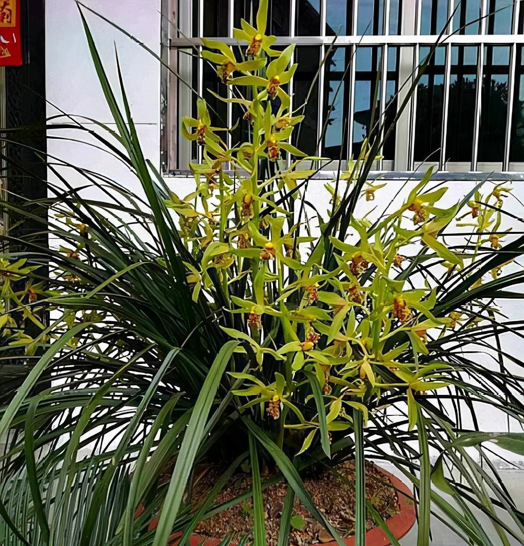 陷阱|兰花的四个“大误区”,看似有道理,实则很陷阱,别被人忽悠了