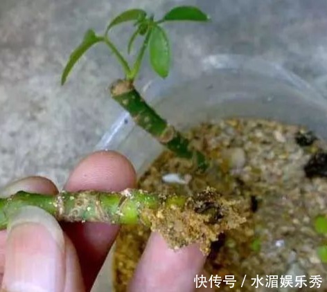 “4种树”再贵也别买，用1根枝插土里，30天就生根，一盆变多盆