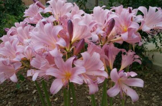 喜欢养花,不如养盆洛神花,开花爆盆很简单,花还美丽