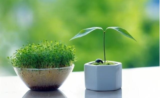 玄关|如何让家里更加的清新4个地方摆放绿植,给你带来不一样的感觉