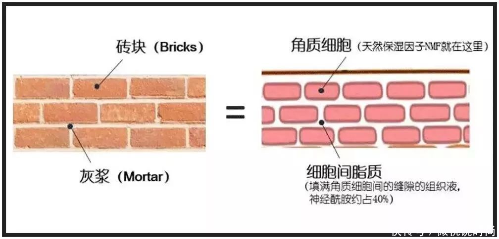 油皮|皮肤油脂分泌过剩怎么办?看完之后我决不允许你再油光满面