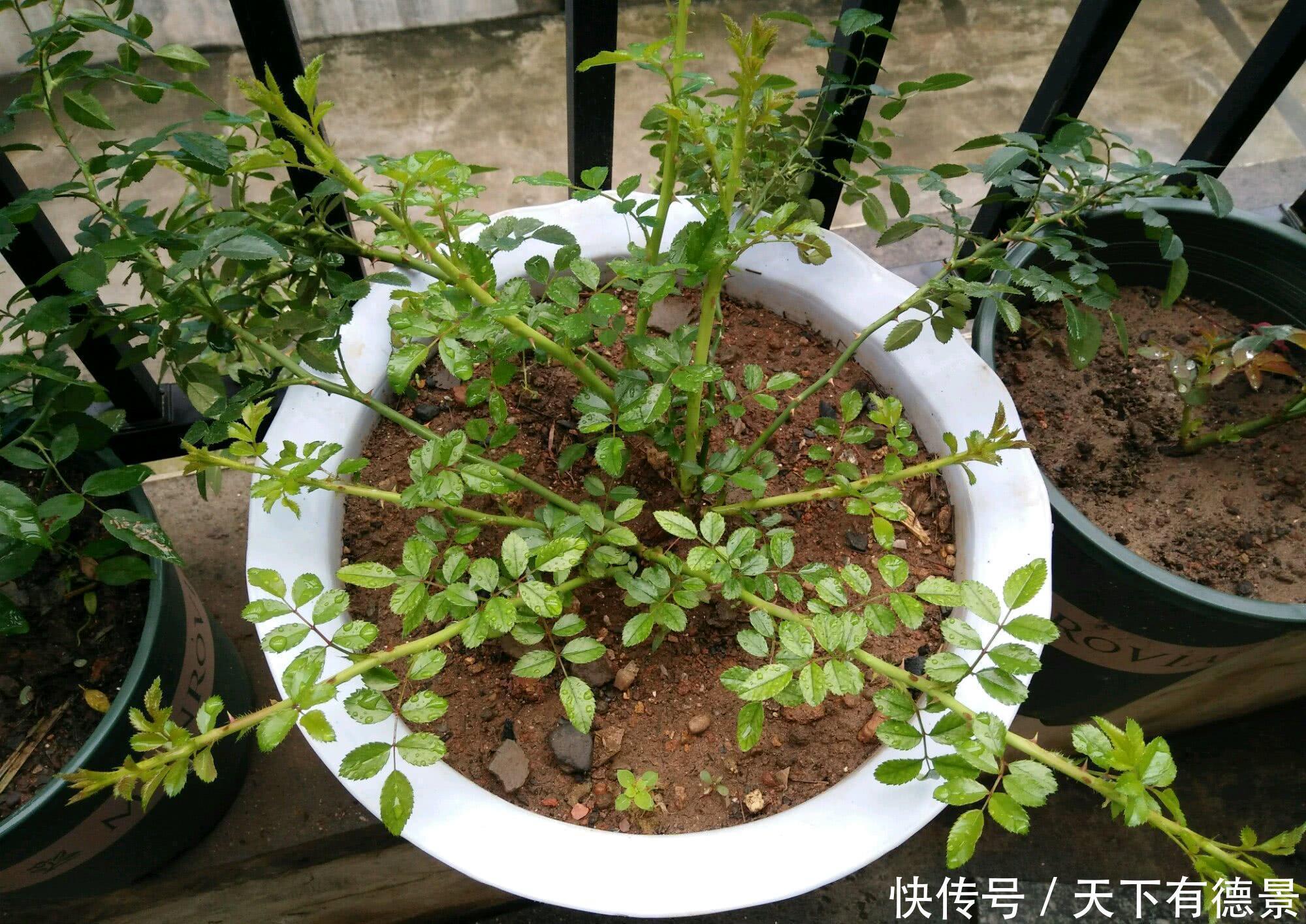 月季春天“压一下”，一个芽变成一排芽，花量多5倍，阳台高颜值