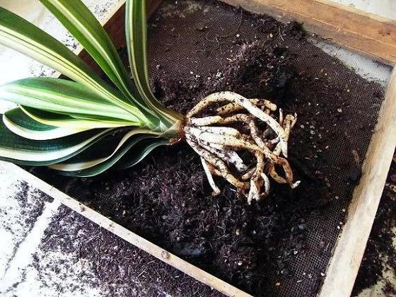 养君子兰,做好这“3步”,再也不烂根,长得根旺叶绿,年年开花