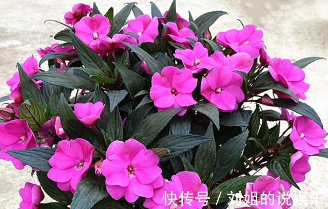 这几种花就怕冷，10度以下就要搬进室内，不然容易发蔫出问题